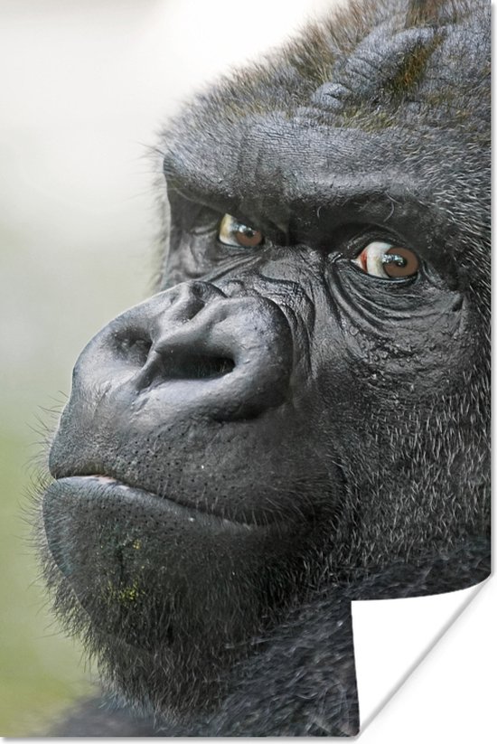 Poster Een verbazingwekkende Gorilla - 80x120 cm