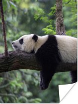 Poster Panda - Boom - Dieren - Natuur - 90x120 cm