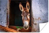 Poster Âne dans l'écurie 60x40 cm - Tirage photo sur Poster (décoration murale salon / chambre) / Poster Animaux