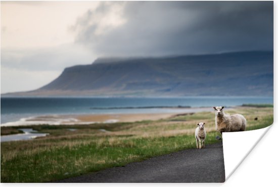 IJslandse schapen (Wanddecoratie) - Foto print op Poster 60x40 cm