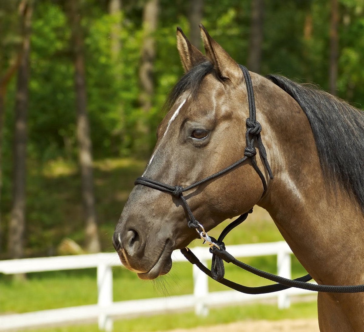 Busse Rope Halter Ringe - Burgundy - Maat Full/X-Full