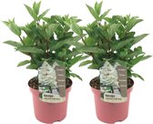 Plant in a Box - Hydrangea paniculata Early Harry - Set van 2 - Pluimhortesia - Pot 19cm - Hoogte 25-40cm