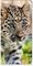 Bébé léopard Multi