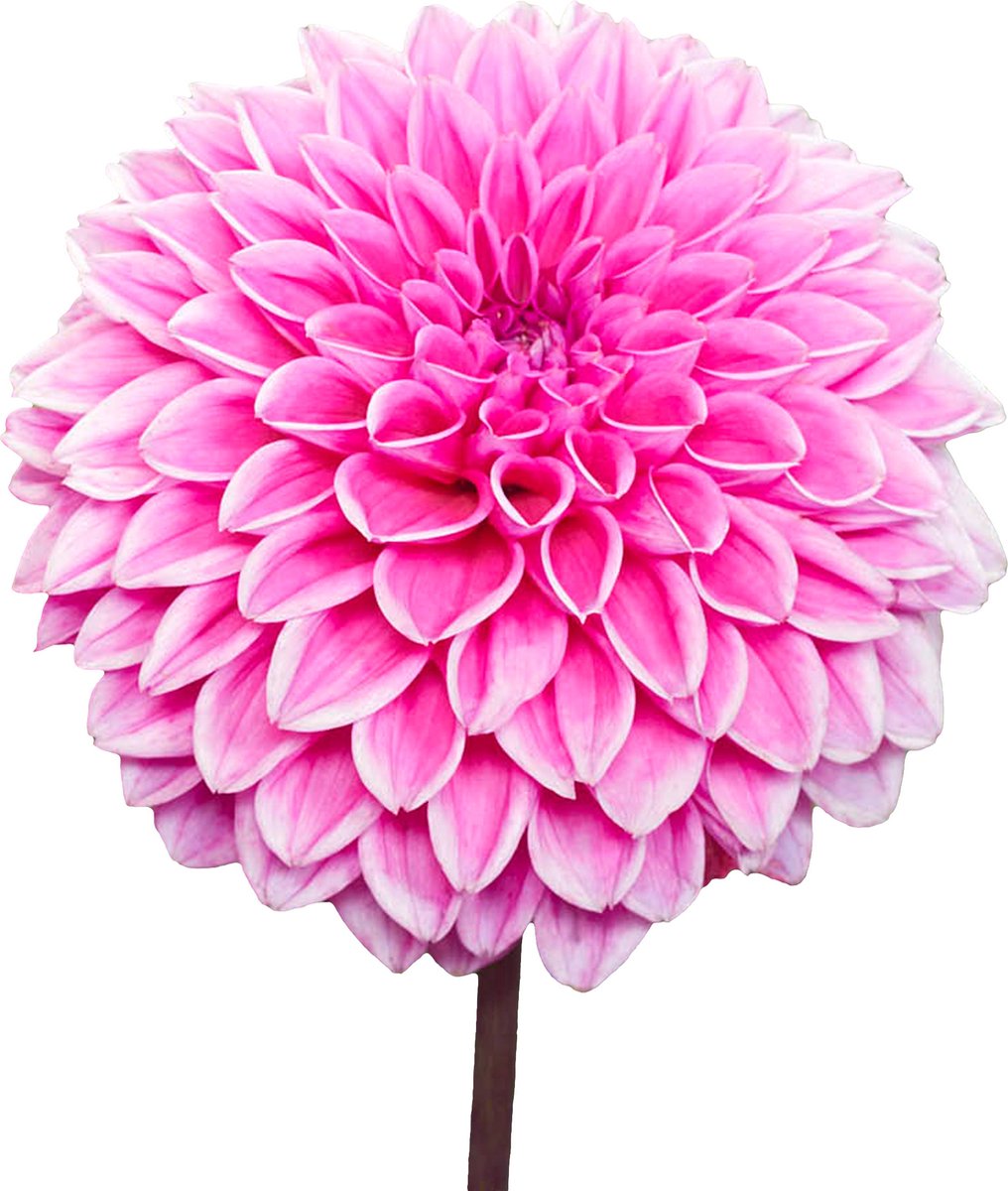 8 x Dahlia Knollen 'Sandra' | Bloembollen zomerbloeiers | Nederlands gekweekt | Kleurrijke Dahliabollen - The Bulb Farmers