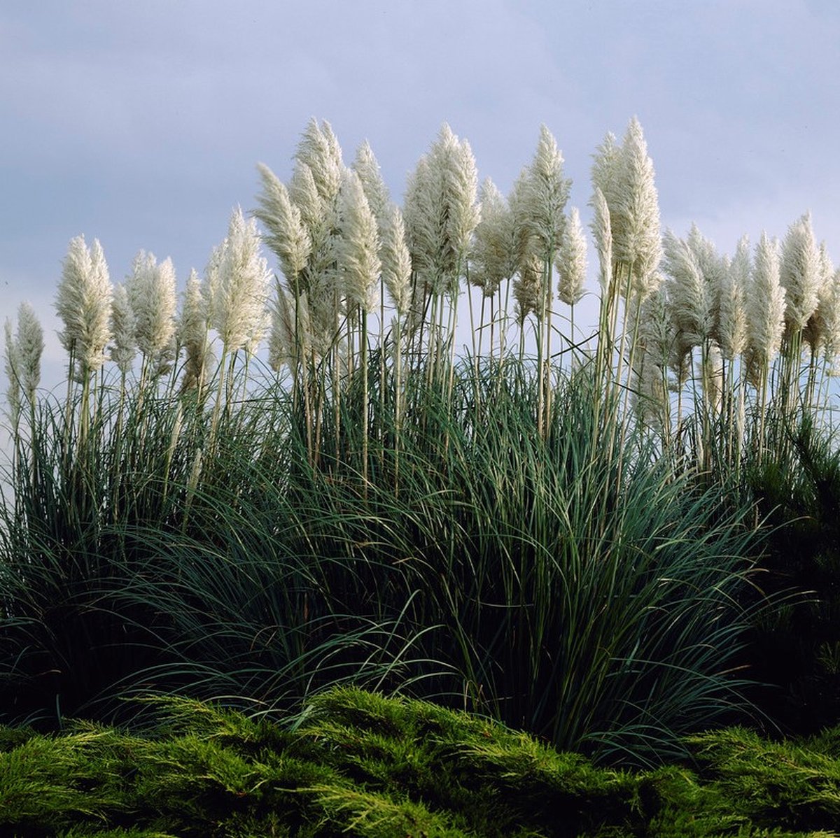 6 x Pampasgras Wit - Hoog Siergras - Cortaderia selloana in 9x9cm pot met hoogte 5-10cm