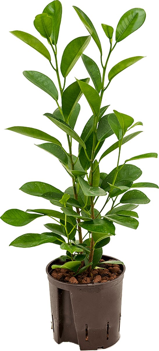 Ficus microcarpa 'Moclame' - Toef Hydrocultuur - 35