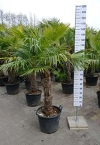 Winterharde Palmboom - Trachycarpus Fortunei - Stamhoogte 70 cm, totale hoogte 170 cm