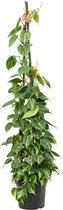 Philodendron scandens Brasil Piramide 150cm