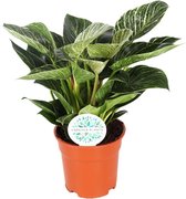 Goed & Groen - Philodendron 'Birkin' -↨ 30cm - Potmaat 17 - Kwaliteit Planten - Kamer Plant - Kamerplanten - Sfeer