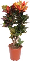 Goed & Groen - Croton Petra - ↨ 80cm - Potmaat 24 - Kwaliteit Planten - Kamer Plant - Kamerplanten - Sfeer