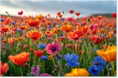 Tuinposter klaprozen - Tuindecoratie bloemen - 180x120 cm - Tuindoek - Muurdecoratie voor buiten - Schuttingposter - Tuinschilderijen - Tuinwanddecoratie klaproos - Tuinposters