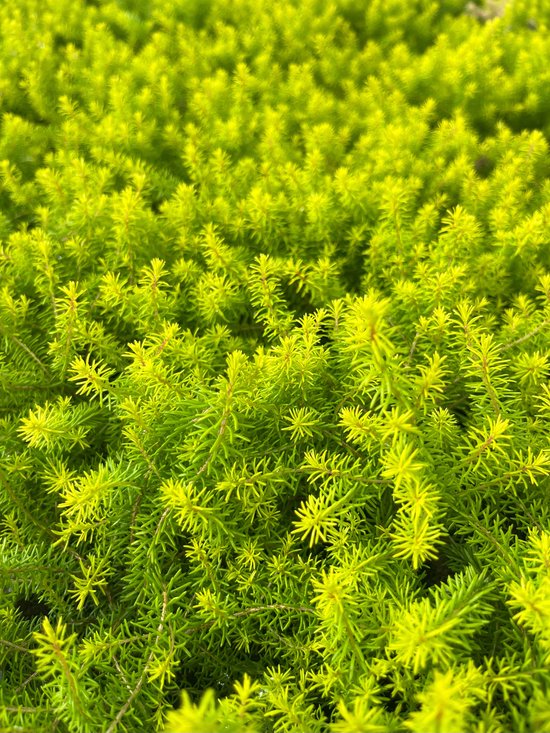 Foto: Winterheide geel roze 10 stuks erica carnea foxhollow p9 5 plant tuinplant heide