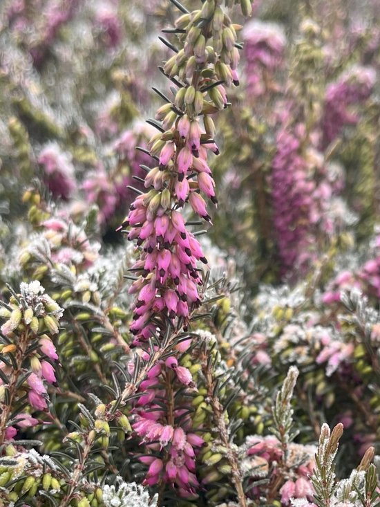 Foto: Winterheide rood 10 stuks erica darleyensis kramer s rote p10 5 plant tuinplant heide