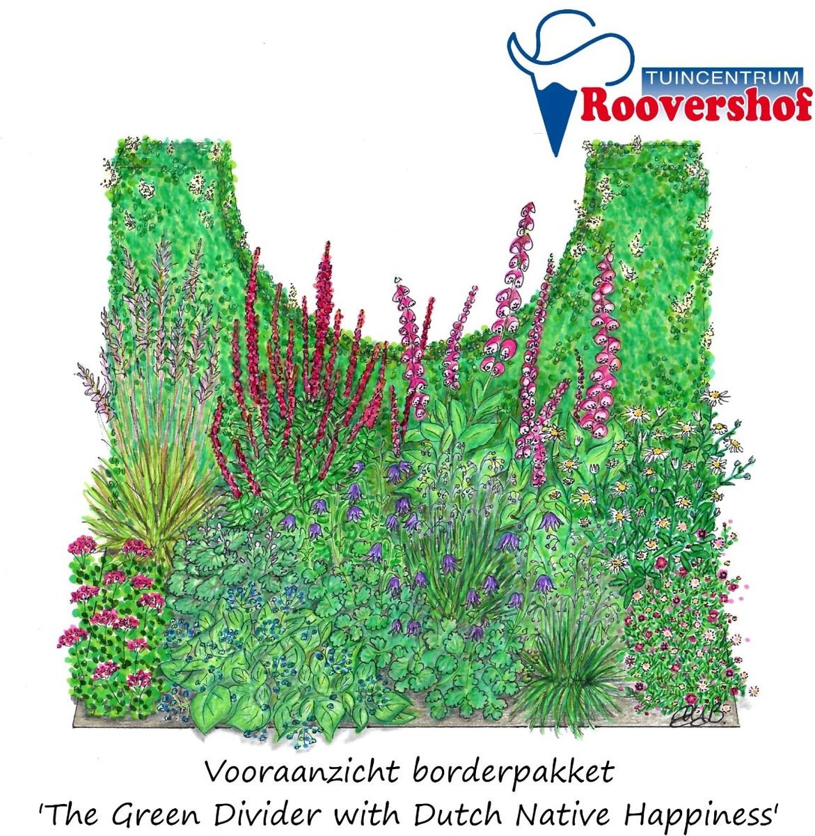 Borderpakket 'Green Divider with Dutch Native Happiness' - inheemse planten met haag - 28 planten - 3 á 4 m²