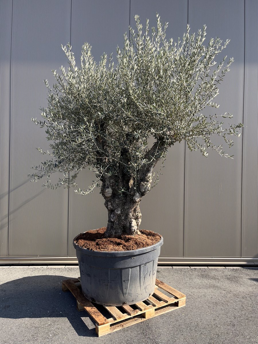 Olijfboom Olea Europaea Bonsai XXXXL - 300 cm