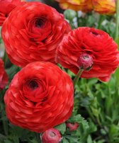 Bulbes de fleurs de renoncule néerlandais de la meilleure qualité Rouge 10 bulbes de fleurs