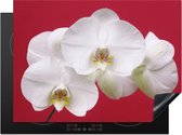 KitchenYeah® Inductie beschermer 70x52 cm - Witte orchidee op rood - Kookplaataccessoires - Afdekplaat voor kookplaat - Inductiebeschermer - Inductiemat - Inductieplaat mat