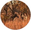 Zebra - Multicolour