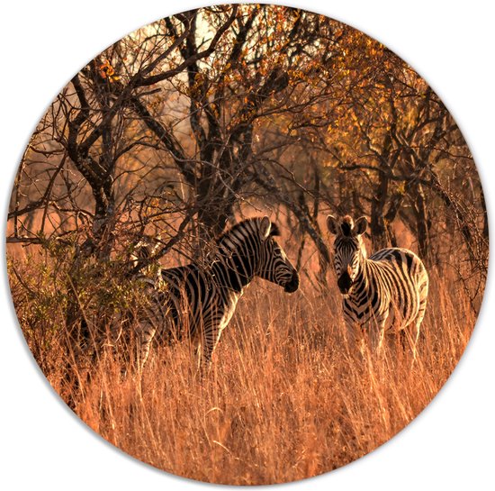 Label2X - Muurcirkel zebra - Ø 120 cm - Forex - Multicolor - Wandcirkel - Rond Schilderij - Muurdecoratie Cirkel - Wandecoratie rond - Decoratie voor woonkamer of slaapkamer