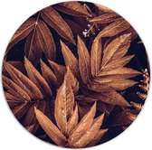 Label2X - Muurcirkel brown plant - Ø 40 cm - Dibond - Multicolor - Wandcirkel - Rond Schilderij - Muurdecoratie Cirkel - Wandecoratie rond - Decoratie voor woonkamer of slaapkamer