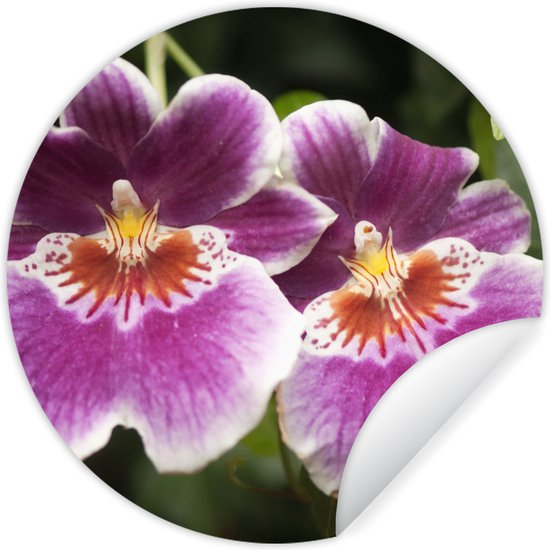 WallCircle - Muurstickers - Behangcirkel - Wilde orchidee - ⌀ 30 cm - Muurcirkel - Zelfklevend - Ronde Behangsticker
