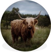 WallCircle - Cercle mural ⌀ 60 - Highlander écossais - Animaux - Vache - Tableaux ronds salon - Plaque murale ronde - Cercle de Décoration murale - Décoration de chambre à l'intérieur - Cercle Décoration murale - Accessoires de maison
