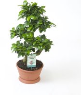 Goed & Groen - Ficus microcarpa Ginseng (S-type) - ↨ 60cm - Potmaat 22 - Exclusieve Kwaliteit Planten - Kamer Plant - Kamerplanten - Sfeer - Interieur