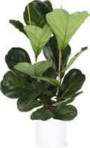 Ficus Lyrata in Era WIT pot - Potmaat 24cm - Hoogte 120cm