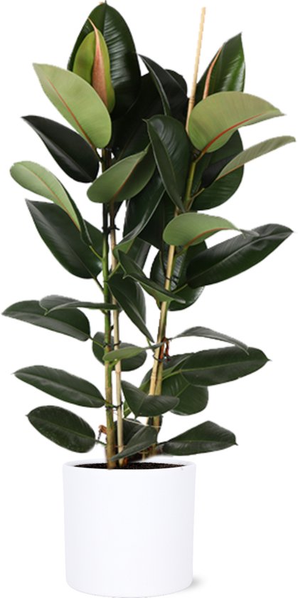 Ficus Elastica Robusta en pot Era BLANC - Taille du pot 24cm - Hauteur 110cm