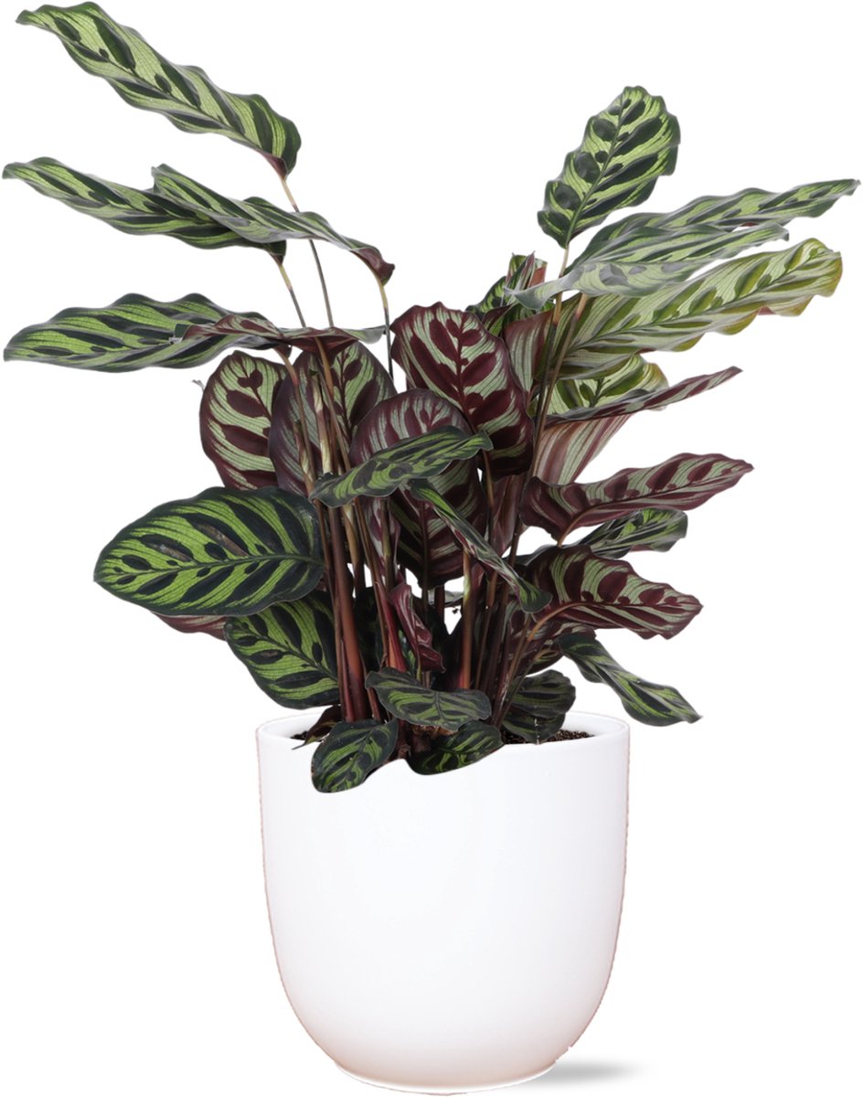 Calathea Makoyana Ø21cm - 70cm in Boule WIT pot