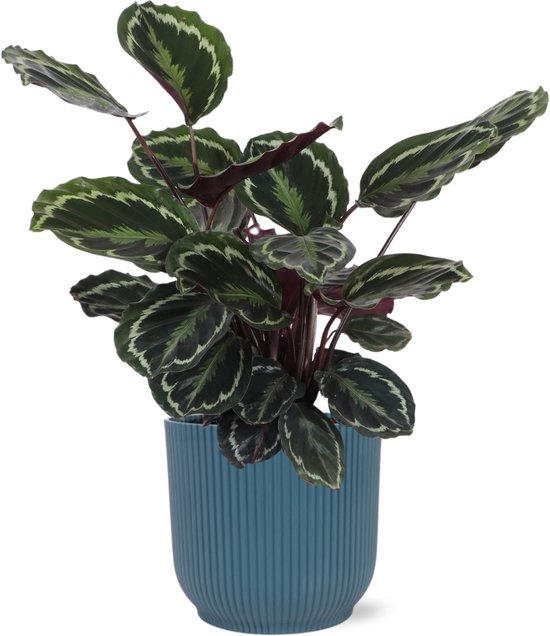Medaillon Calathea en pot Vibes BLEU - Taille du pot 21cm - Hauteur 70cm