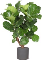 Ficus Lyrata (vertakt) in Era ANTRACIET pot - Potmaat 24cm - Hoogte 110cm