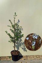 Jonge Kurkeikenboom | Quercus suber | 100-150cm hoogte