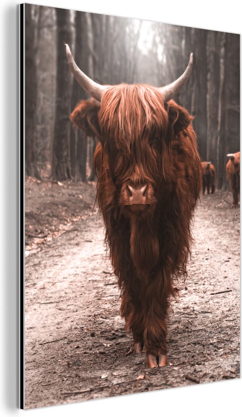 Décoration murale Métal - Peinture Aluminium Industriel - Highlander Ecossais - Forêt - Vache - Animaux - Nature - 120x160 cm - Dibond - Photo sur aluminium - Décoration murale industrielle - Pour le salon/chambre