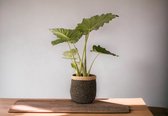 WinQ! - Mand Abaca Zwart 32cm hoog 31 cm breed- Plantenmand- decoratie mand- duurzaam en sterk