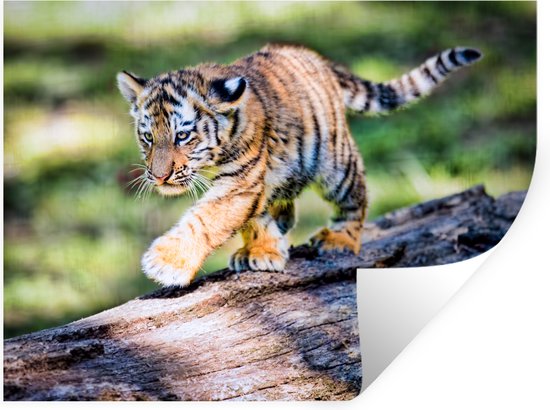 Sticker Muursticker Tigre - Jeune tigre marche sur un tronc d'arbre - 160x120 cm - film autocollant - sticker mural repositionnable XXL /
