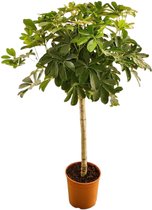 NatureNest - Vingersboom op stam - Schefflera Op Stam - 1 Stuk - 130cm