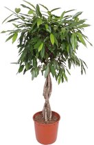 NatureNest - Ficus Amstel King (tronc tressé) - Colonne Ficus Alii King - 1 Pièce - 140 cm