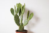 Ikhebeencactus | Opuntia vulgaris | prachtige schijfcactus | Grote cactus | 17 cm pot | 50 cm hoog