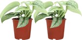 Trendyplants - 2x Scindapsus Pictus Trebie - Epipremnum - Kamerplanten - Hoogte 10-30 cm - Potmaat Ø12cm