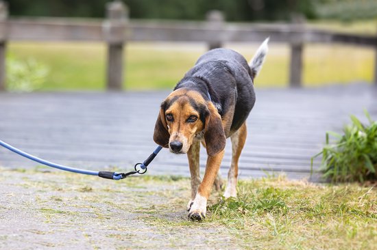 Bruine en zwarte hond loopt op een pad, aan een blauwe lijn.