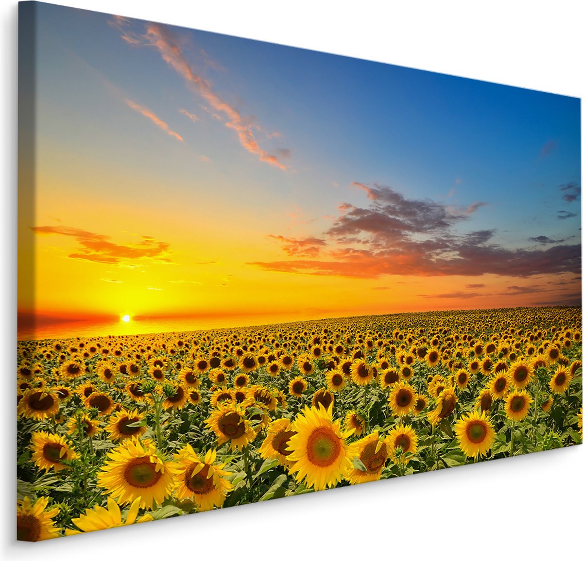 karo-art Schilderij - Zonnebloemen veld bij zonsondergang, multi-gekleurd, 4 maten, premium print Multikleur