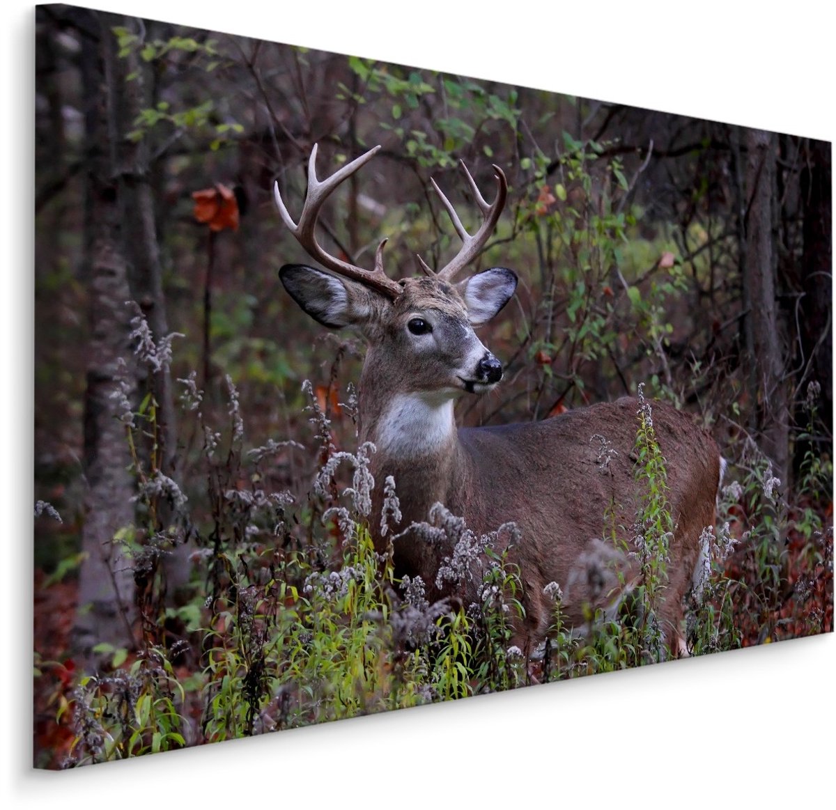 karo-art Schilderij - Jong Hert tussen de Bosvegetatie, Premium Print Multikleur