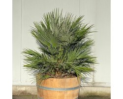 Beplant Wijnvat - Dwergpalm - Chamaerops - Half Wijnvat - 112 Liter