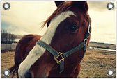 Tuinposter –Paarden Hoofd– 90x60cm Foto op Tuinposter (wanddecoratie voor buiten en binnen)