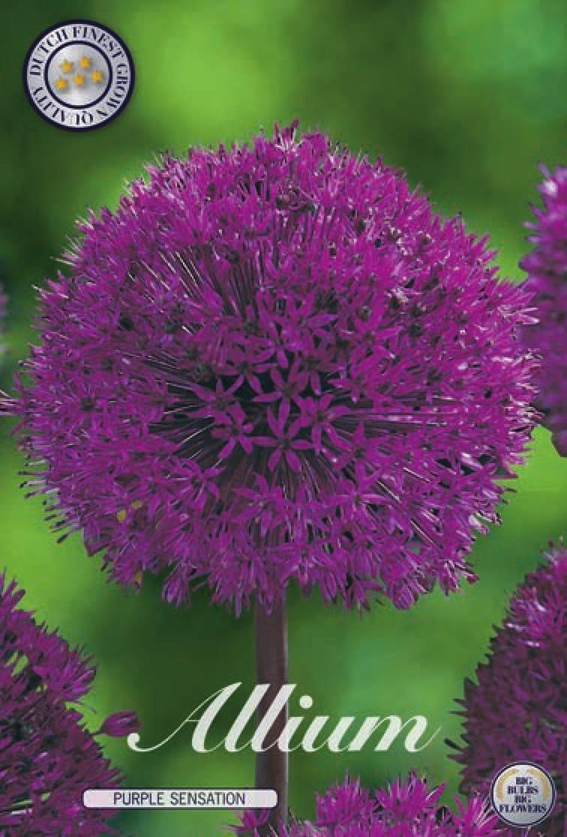 Purple Sensation Allium Bloembollen 5 stuks bolmaat 12/14