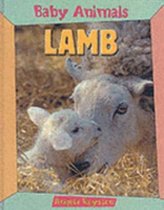 BABY ANIMALS LAMB