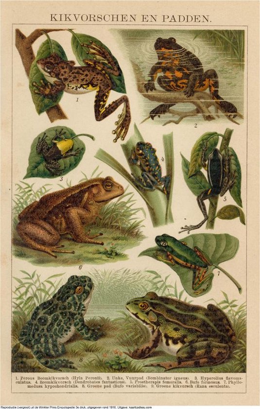 Kikvorschen en Padden, mooie vergrote reproductie van een oude plaat met kikkers en padden uit ca 1910