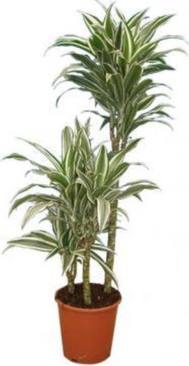 Dracaena warneckii 3 stam 130cm hoog potmaat 21