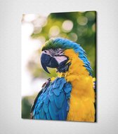 Parrot Canvas | 40x30 cm